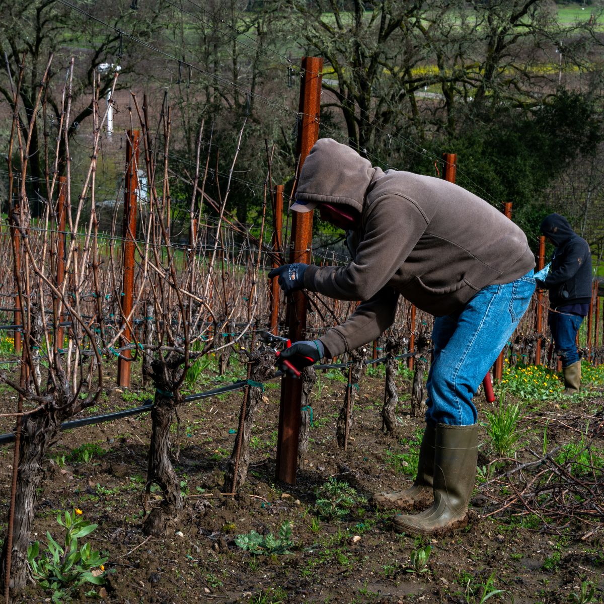 We remove unnecessary wood using a Double-Guyot pruning system.