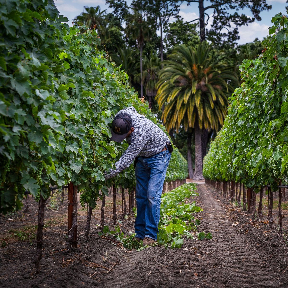 Removing secondary shoots maintains proper air flow inside the canopy.