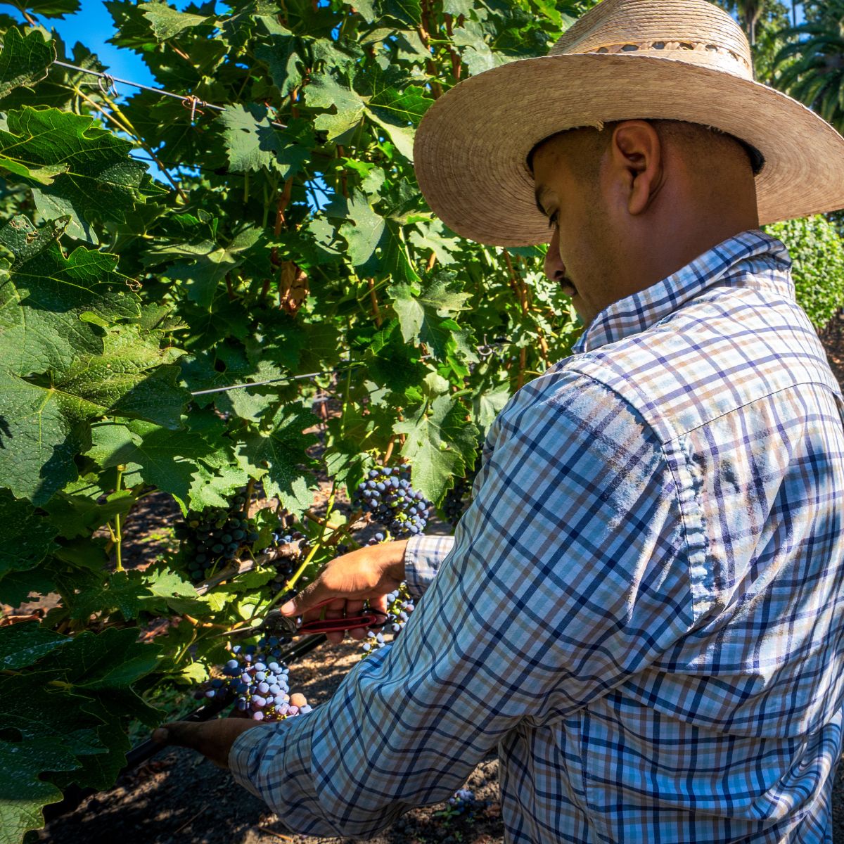 Dropping clusters brings light & air to the fruit zone for even ripening.