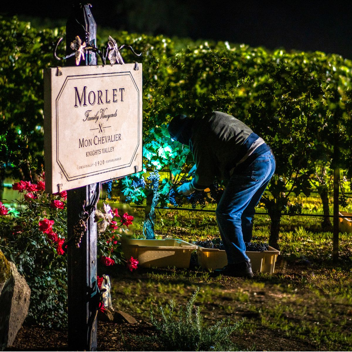 Picked at night by hand, the fruit is transported in our refrigerated trucks.