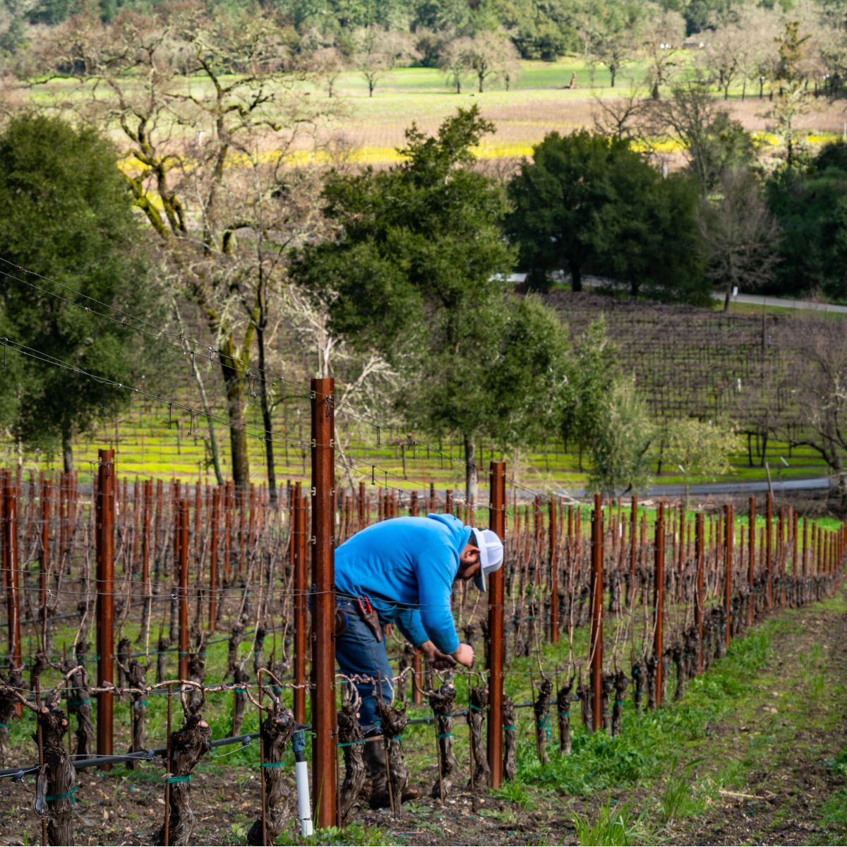 Fastening the canes to the wires gives strength to the future canopy.