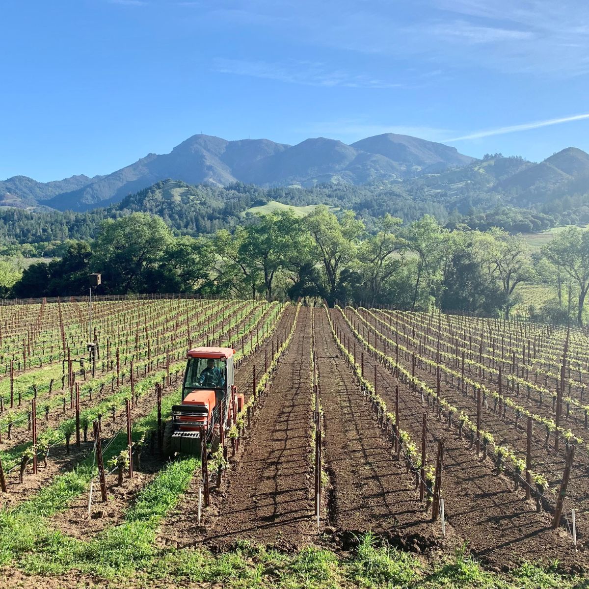 Decompacts & aerates the soil, bringing nutrients & organic matter.