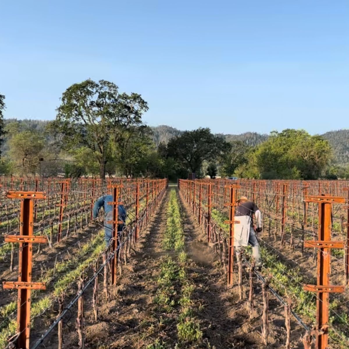 We eliminate the few weeds that remain around each vine trunk.