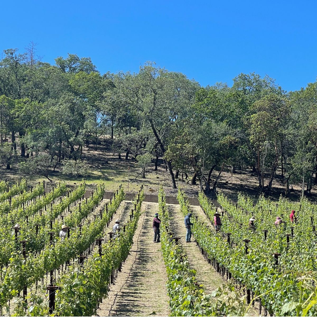 Protects vines from wind & excess sun; prevents congestion of fruit zone.