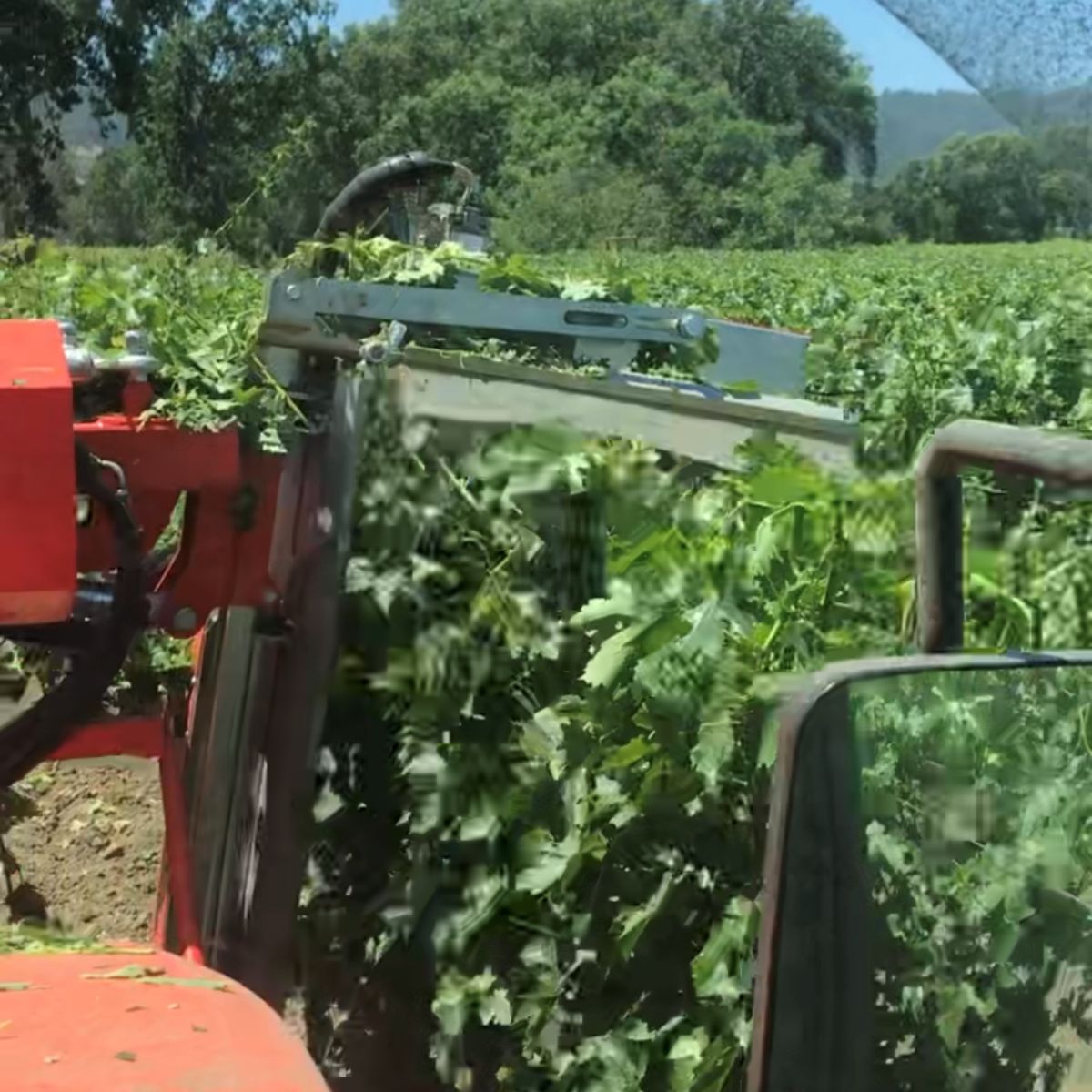 Generates consistency of the canopy & even ripening of the fruit.