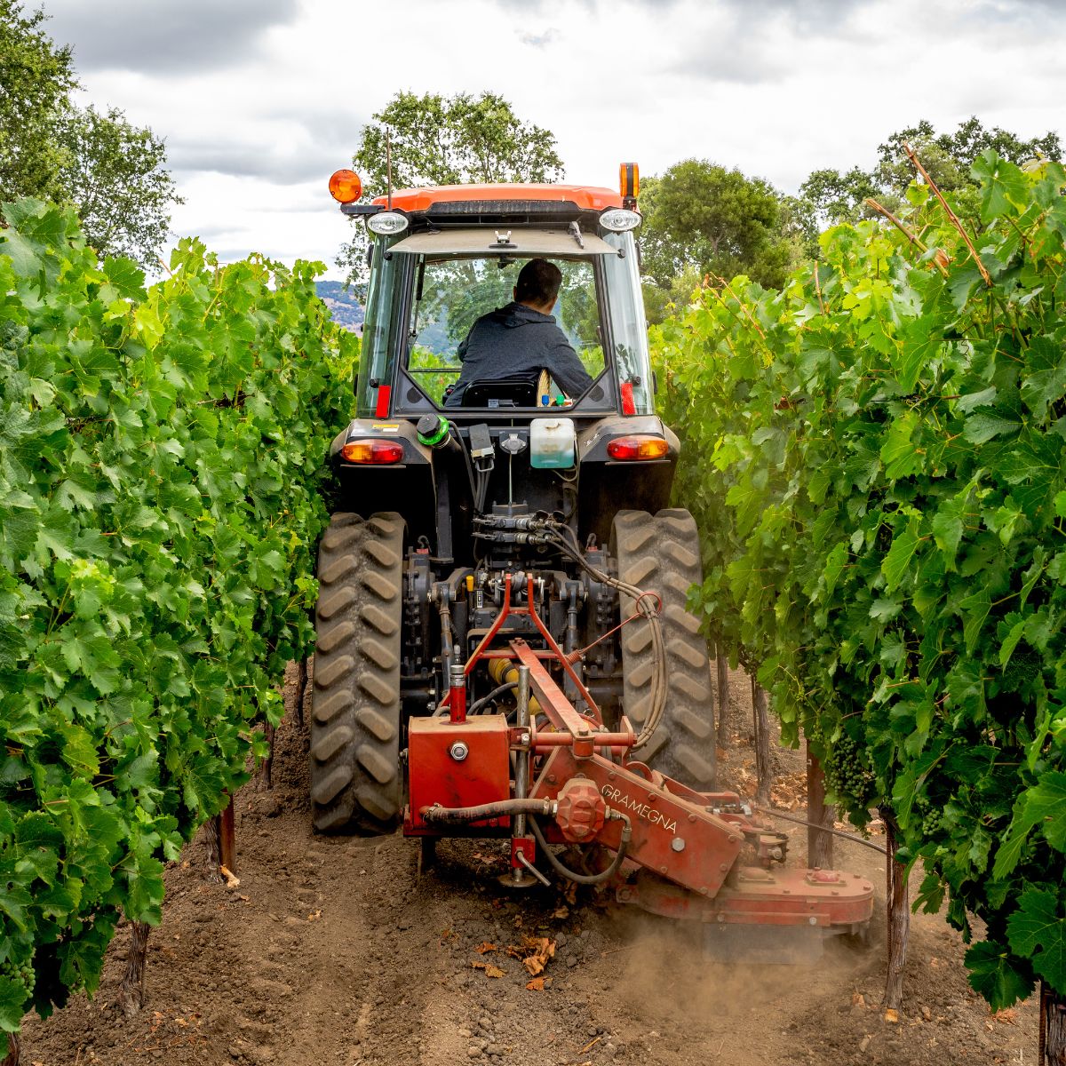 Our tractorist makes multiple passes to remove weeds under the vines.