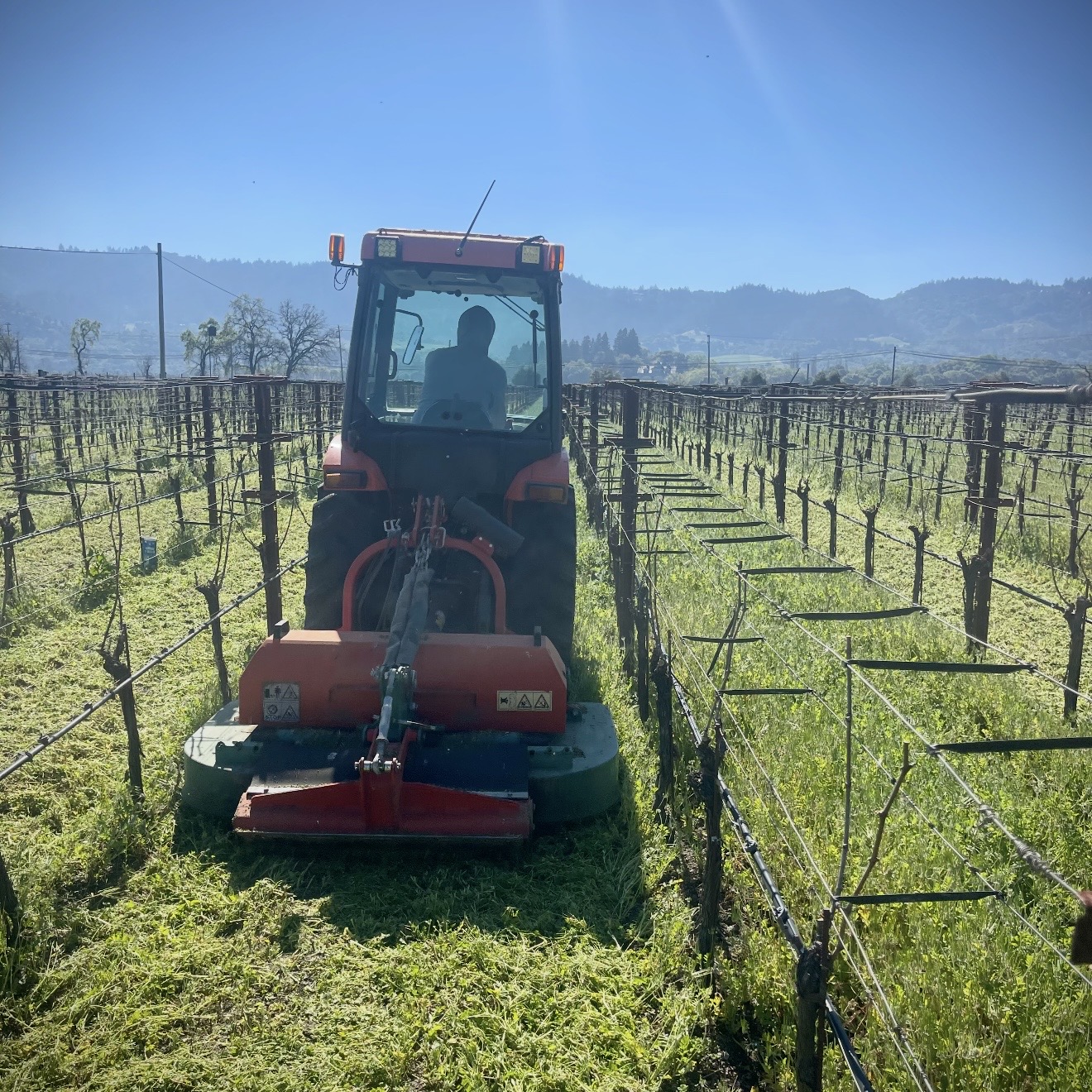 Mowing halts competition with the vines for water and nutrients.